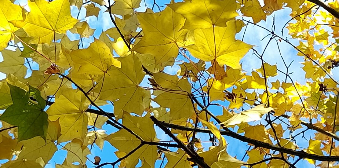 yellow autumn leaves against a blue sky