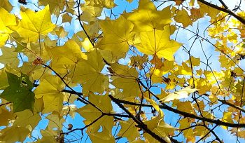 yellow autumn leaves against a blue sky