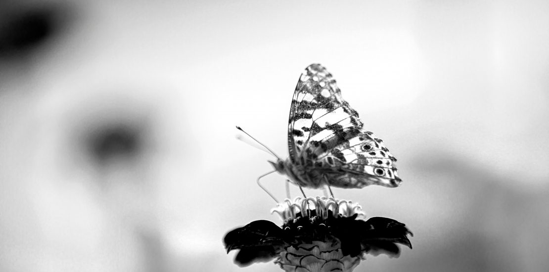 black and white image of a butterfly sitting on a small flower.