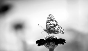 black and white image of a butterfly sitting on a small flower.
